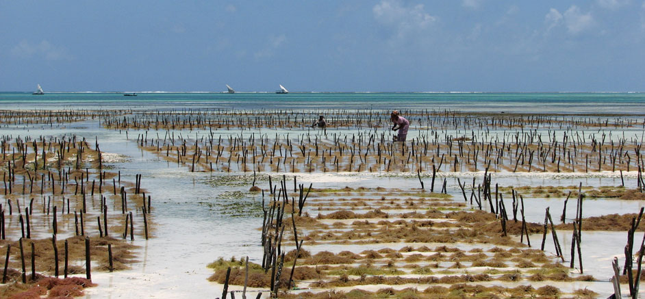 Aquaculture Shrimp Farming