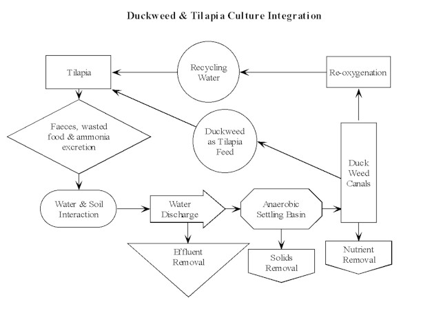 Tilapia Growth Chart