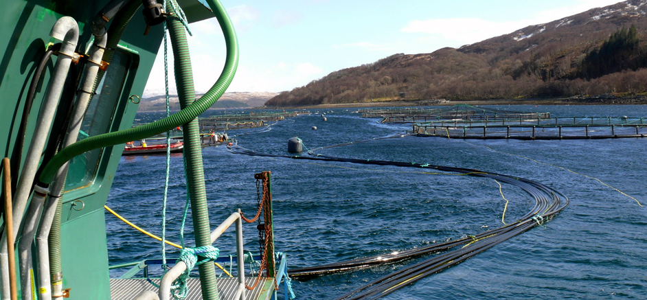 Aquaculture Project Management Services